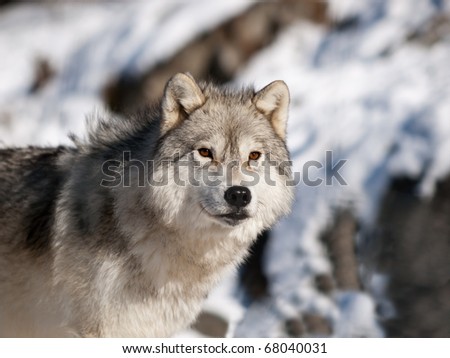 Alpha male arctic wolf watching in snow