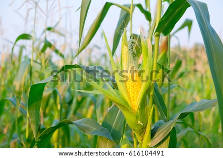 Similar – Image, Stock Photo Corn cobs (in the maize field)