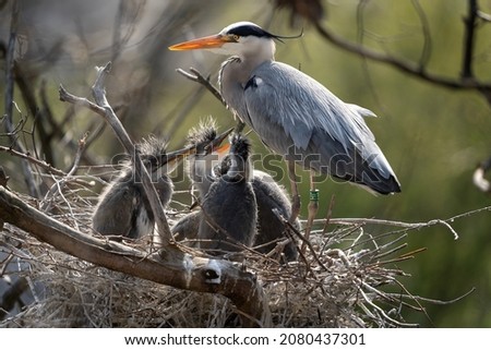 Similar – Foto Bild Graureiher im Baum Natur