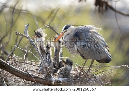 Similar – Foto Bild Graureiher im Baum Natur