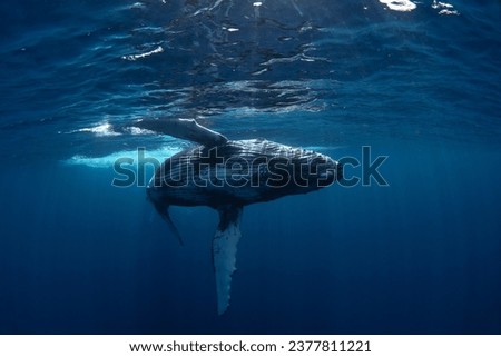 Image, Stock Photo Whale tail under water in aquarium; moody turquoise lighting