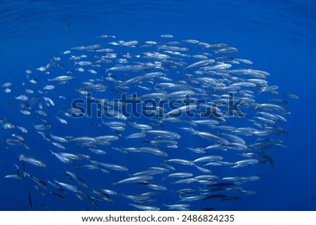 Similar – Image, Stock Photo Shoal of beautiful fishes in azure water