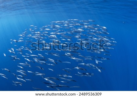 Similar – Image, Stock Photo Shoal of beautiful fishes in azure water