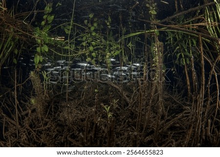 Similar – Image, Stock Photo light Idyll River bank