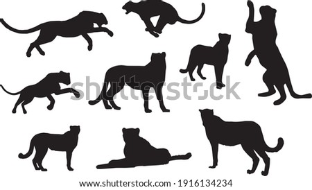 Black silhouettes of cheetah in different poses on a white background. Jumping, playing, standing, lying. Wild animals. Cats. Vector realistic illustrations 
