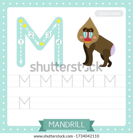 Letter M uppercase cute children colorful zoo and animals ABC alphabet tracing practice worksheet of Mandrill for kids learning English vocabulary and handwriting vector illustration.