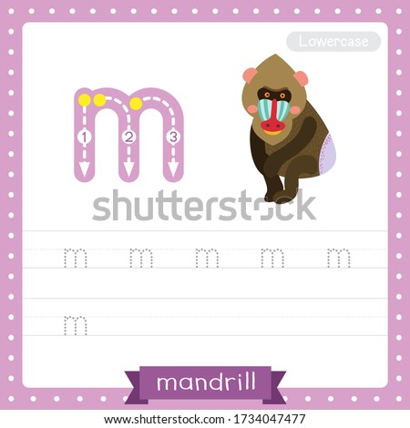 Letter M lowercase cute children colorful zoo and animals ABC alphabet tracing practice worksheet of Sitting Mandrill for kids learning English vocabulary and handwriting vector illustration.