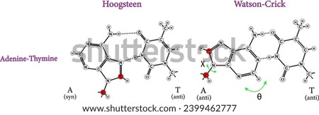 Comparison of Hoogsteen to Watson–Crick base pairs.Vector illustration.