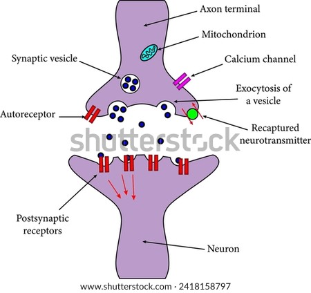 An axon terminal  is transmitting a signal to neuron.Vector illustration.