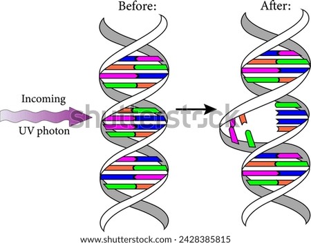 Diagram showing the Ultraviolet  photons harm the DNA molecules of living organisms in different ways.Vector illustration.