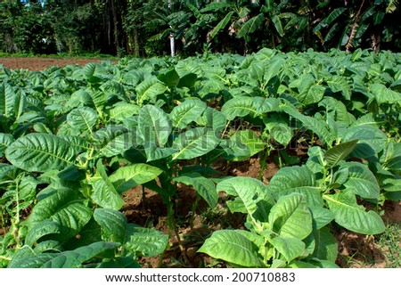 field grown plants of tobacco in Cuba