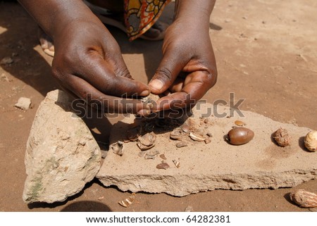 The shea nut is opened to make shea butter
