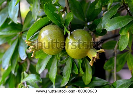 Pomegranate on the plant