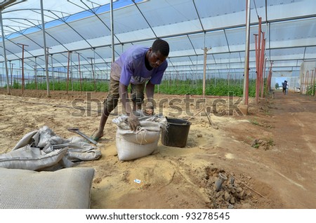 LUSAKA,ZAMBIA - DECEMBER 2: Farmer seed potatoes in greenhouses that provide employment to 800 farmers, on December 2,2011 in Lusaka, Zambia