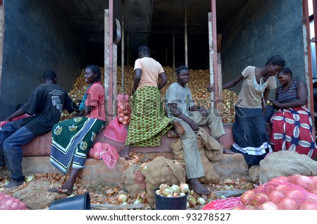 LUSAKA, ZAMBIA - DECEMBER 2: group of farmers select onions for distribution in Zambia and Malawi, on December 2,2011 in Lusaka, Zambia