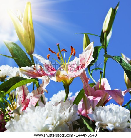 blooming lilies and peonies on a background of blue sky. Focus on the lily bud.