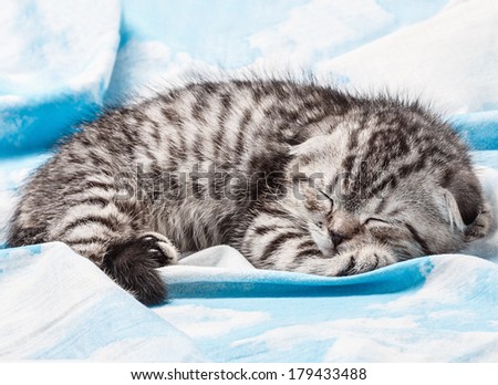 small Scottish fold kitten sitting on a blanket with clouds