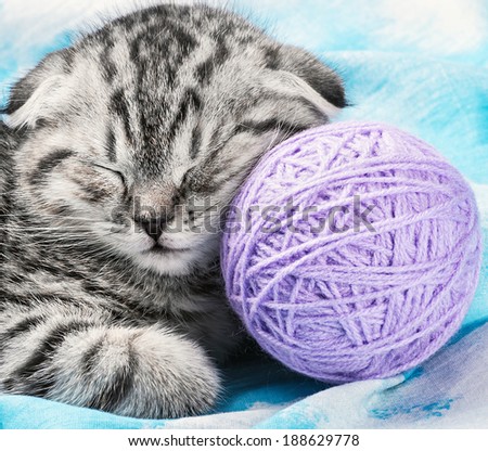 Scottish Fold kitten sleeps on the tangles of yarn