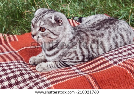 Scottish Fold cat lying on a blanket