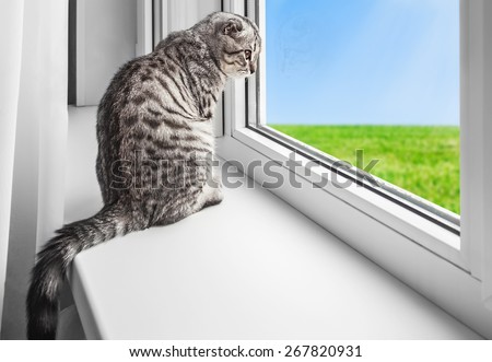 cat sits on a windowsill and looking out the window. focus on eyes