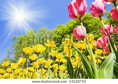 yellow and red tulips in the woods on a background of blue sky. Focus on the yellow tulips in the center