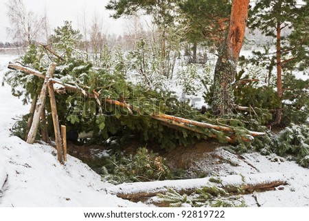forest shelter of pine branches in the winter forest
