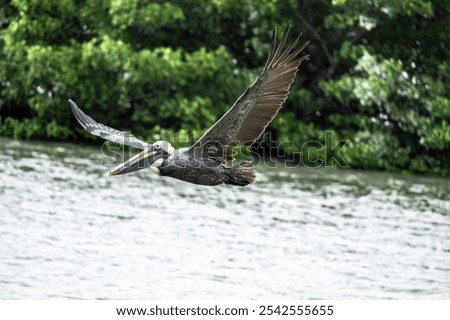 Similar – Foto Bild Pelikan auf den Florida Keys