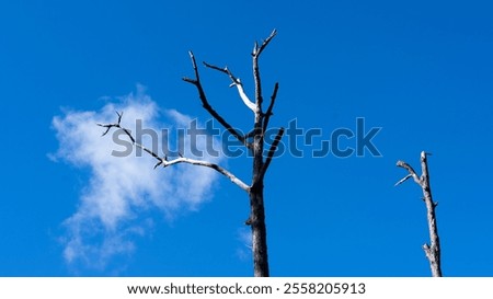 Similar – Image, Stock Photo Two dead trees by a muddy lake shore
