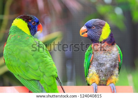 Two parrot talking to each other