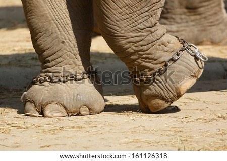 Closeup view on elephant feet