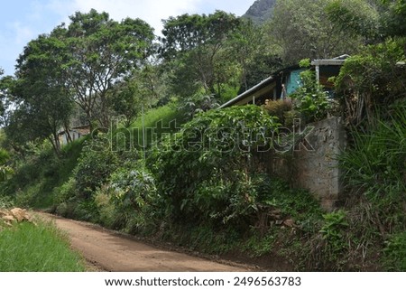 Image, Stock Photo Hidden house in the forest