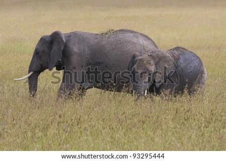 Elephant mother and cub