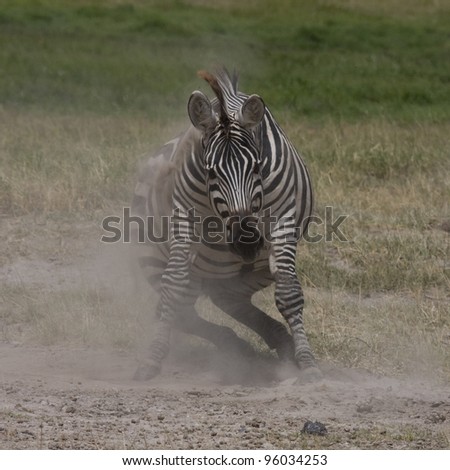 Zebra in a dust. The zebra goes for a drive by the ground, lifting dust clubs.