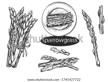 Hand drawn sketch black and white coffee set. Vector illustration of asparagus, grass. Elements in graphic style menu of sparrowgrass.