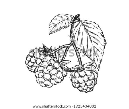 Hand drawn sketch black and white of raspberry, leaf, berry plant. Vector illustration. Elements in graphic style label, card, sticker, menu, package. Engraved style illustration.