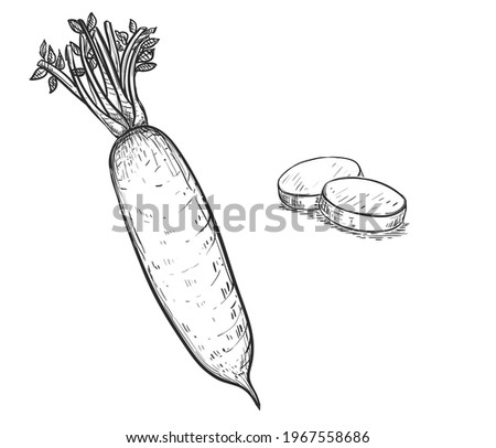 Hand drawn sketch black and white japanese radish, daikon, vegetable slice, leaf. Vector illustration. Elements in graphic style label, card, sticker, menu, package. Engraved style.