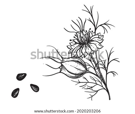 Hand drawn sketch black and white of plant black cumin, flowers, seed, leaf. Vector illustration. Elements in graphic style label, card, sticker, menu, package. Engraved style.