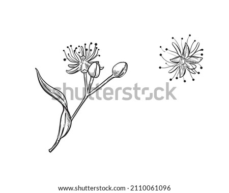 Hand drawn sketch black and white of linden flowers, leaf. Vector illustration. Elements in graphic style label, card, sticker, menu, package. Engraved style illustration.