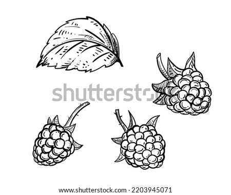 Hand drawn sketch black and white of raspberry branch, berry, leaf. Vector illustration. Elements in graphic style label, card, sticker, menu, package. Engraved style illustration.