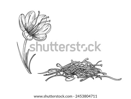 Hand drawn sketch black and white illustration of saffron flowers, crocus, leaf. Vector illustration. Elements in graphic style label, sticker, menu, package. Engraved style illustration.