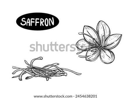 Hand drawn sketch black and white illustration of saffron flowers, crocus, leaf. Vector illustration. Elements in graphic style label, sticker, menu, package. Engraved style illustration.