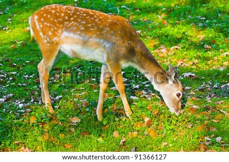Sika deer female eating grass