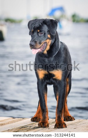 Rottweiler standing on boat dock