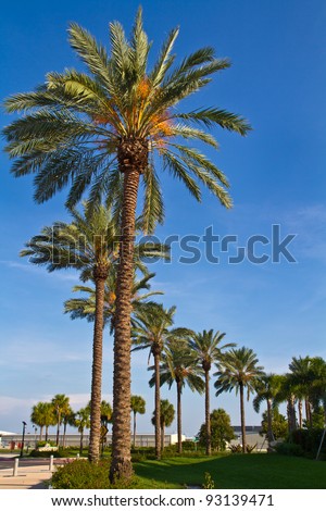 St Petersburg Florida Palm Trees