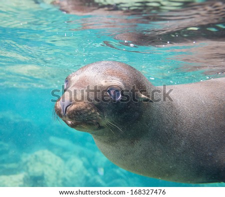 California sea lion in Baja california