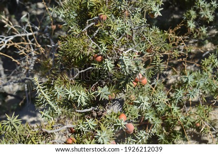 Cones of juniper (Juniperus macrocarpa or large-fruited juniper) is a species of juniper, native across the northern Mediterranean. Chrissi island, Greece.
