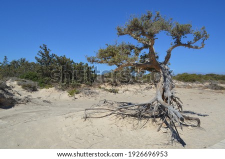 Cedar tree on Chrissi island, Greece