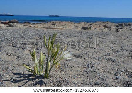 Close-up of a wildflower on Chrissi island against the background of ships far away in the sea