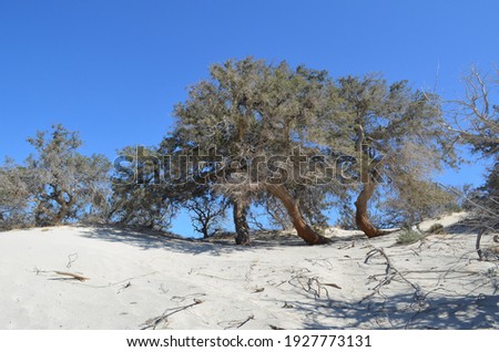 Cedar trees on small sand dunes, Chrissi island, Greece