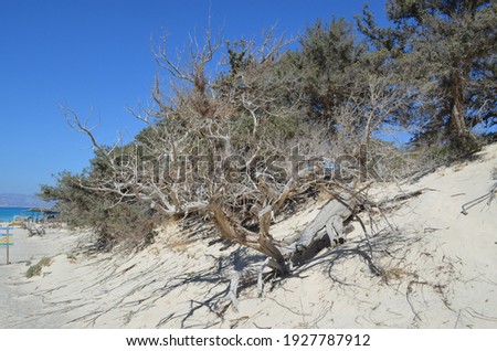 Cedar trees on small sand dunes, Chrissi island, Greece